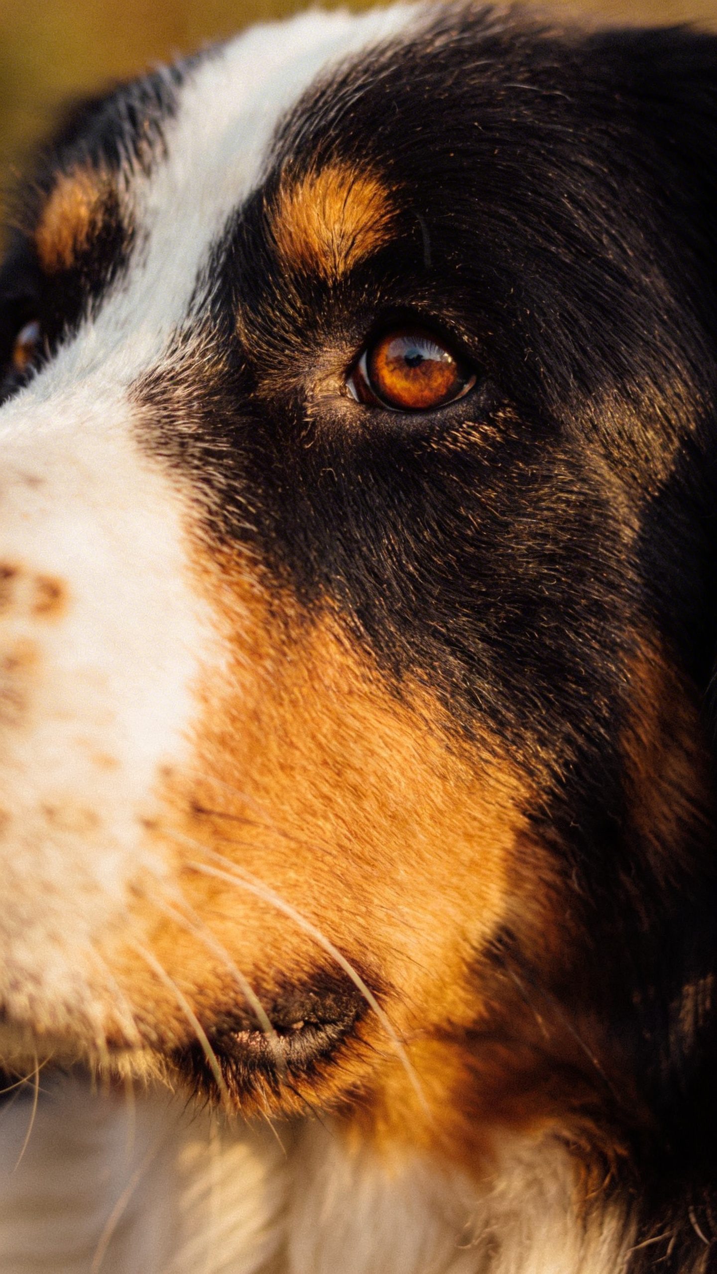 Bernese Mountain Dog with soulful brown eyes closeup