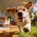 Why Do Dogs Get Zoomies: 7 Surprising Fixes to Calm the Crazy Energy Fast