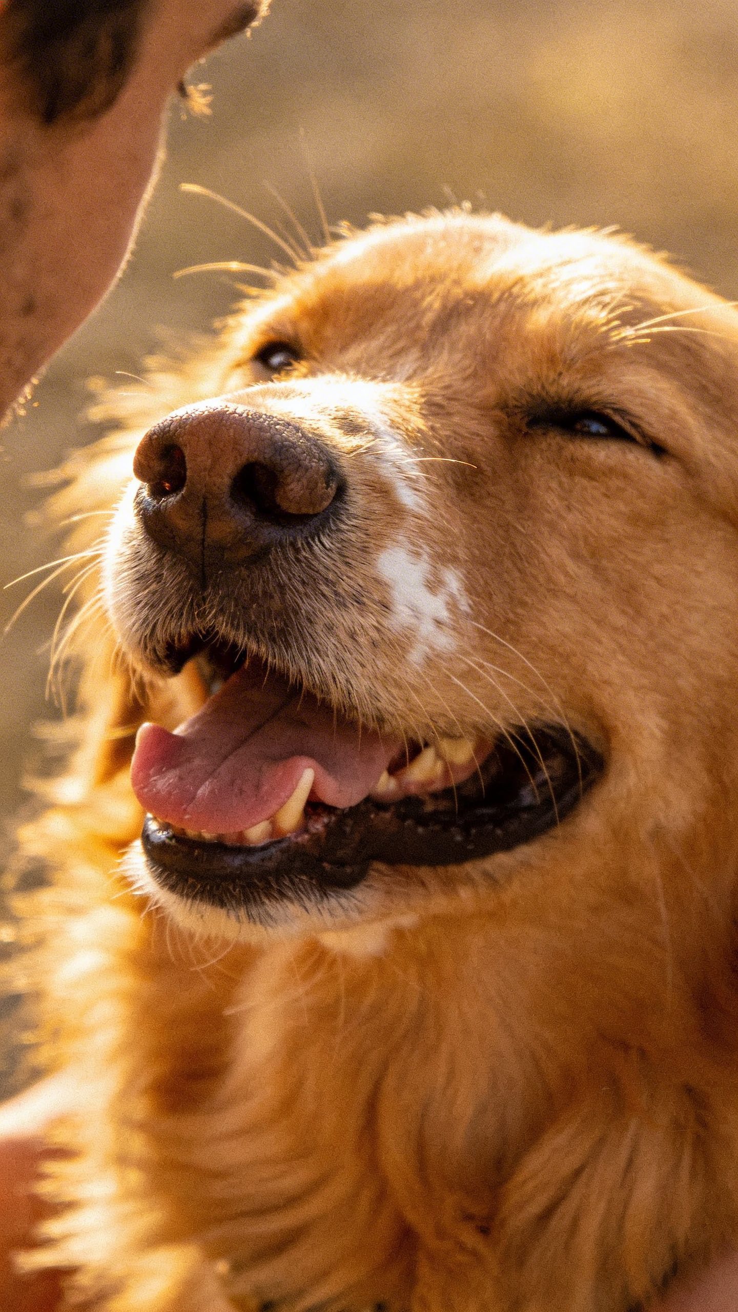Close-up dog's happy face looking at owner