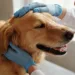 How to Get Rid of Fleas on Dogs: 6 Vet-Trusted Steps for Calm Skin in Days