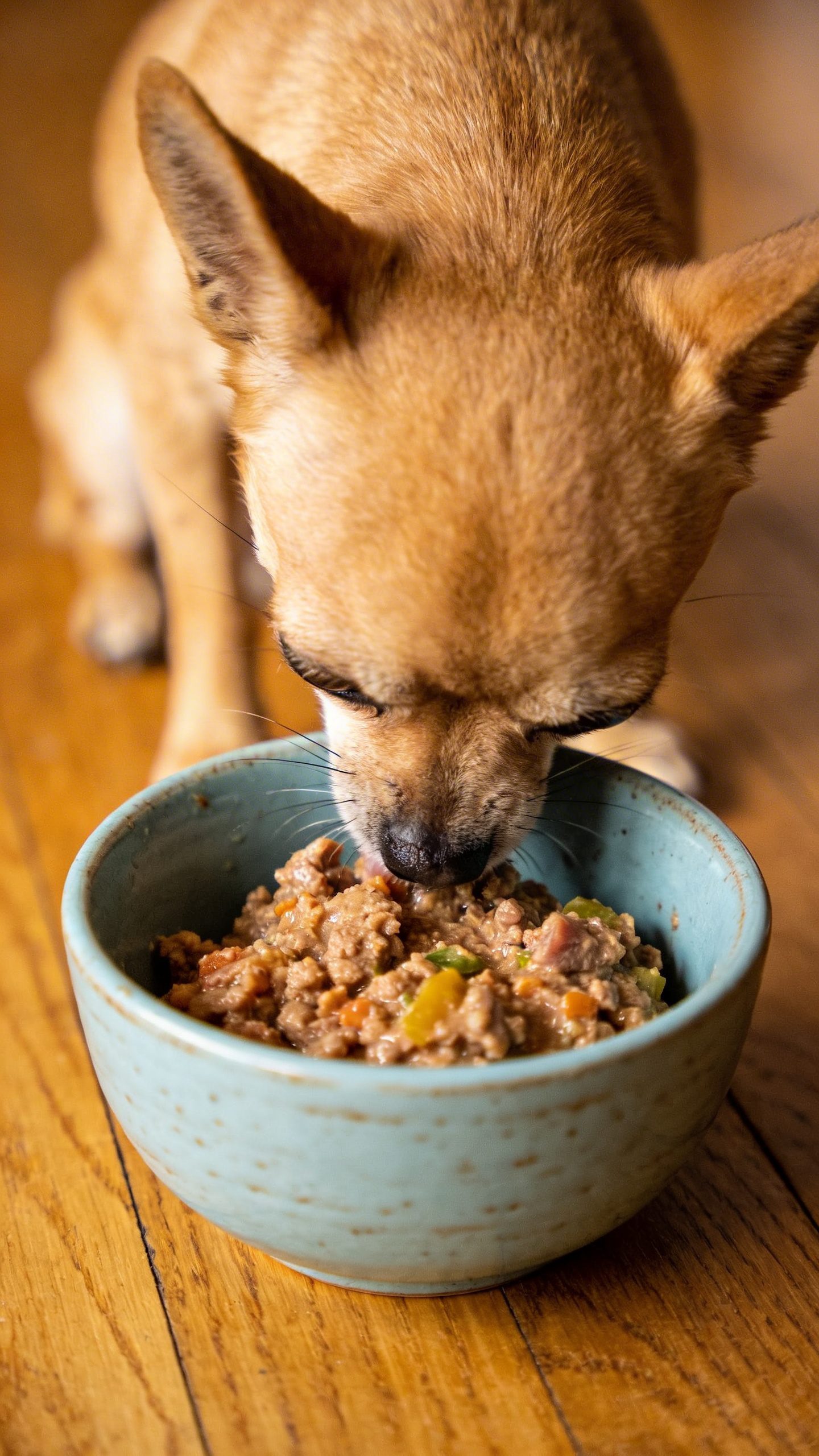 Chihuahua eating homemade dog food from ceramic bowl