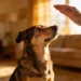9 Smart Dog Discipline Training Tips That Create Obedient Dogs in Weeks