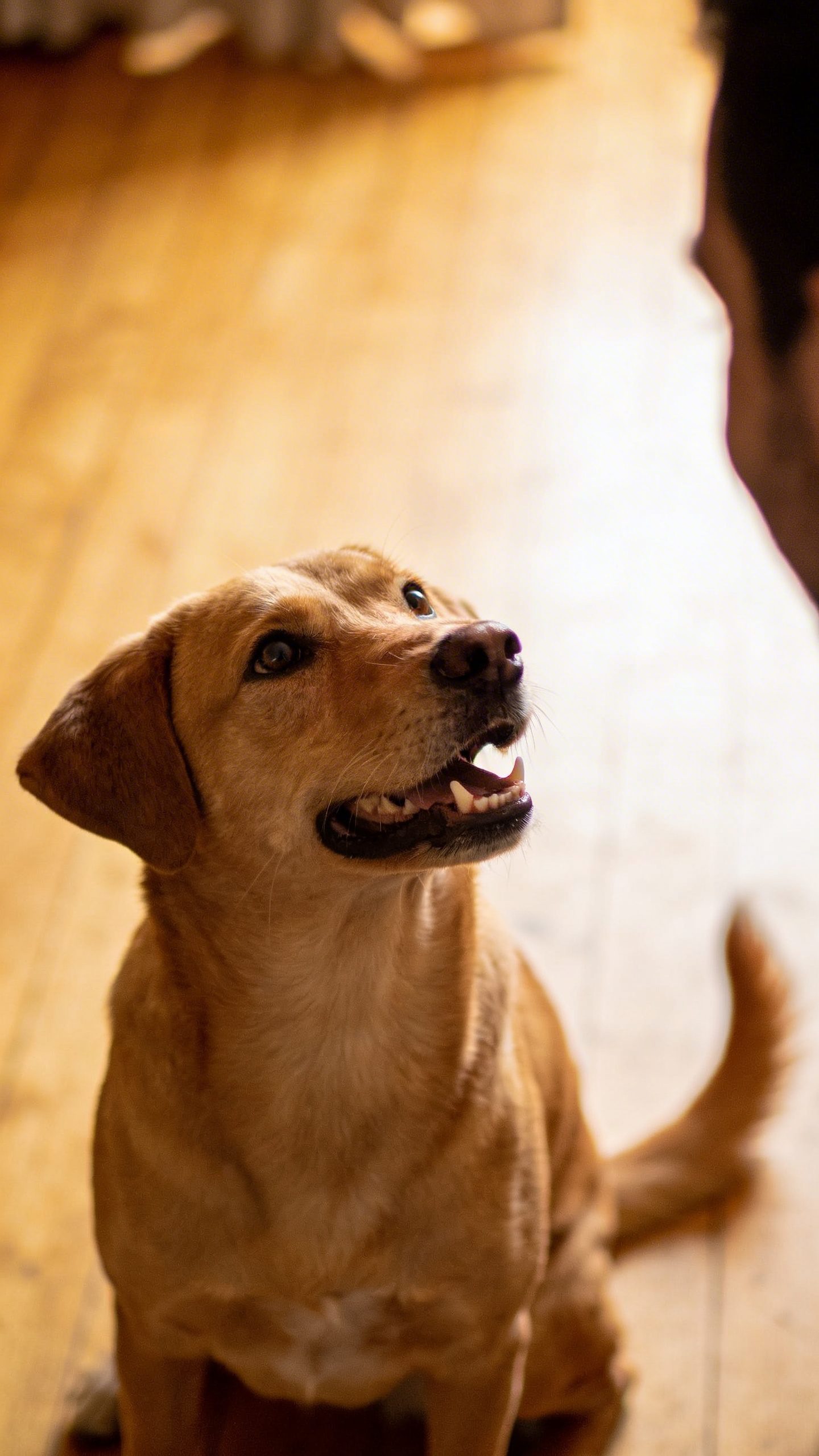 Happy obedient dog looking at owner attentively