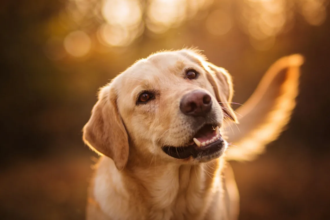 How to Tell If a Dog Loves You: 9 Heart-Melting Signs You Can Notice Today