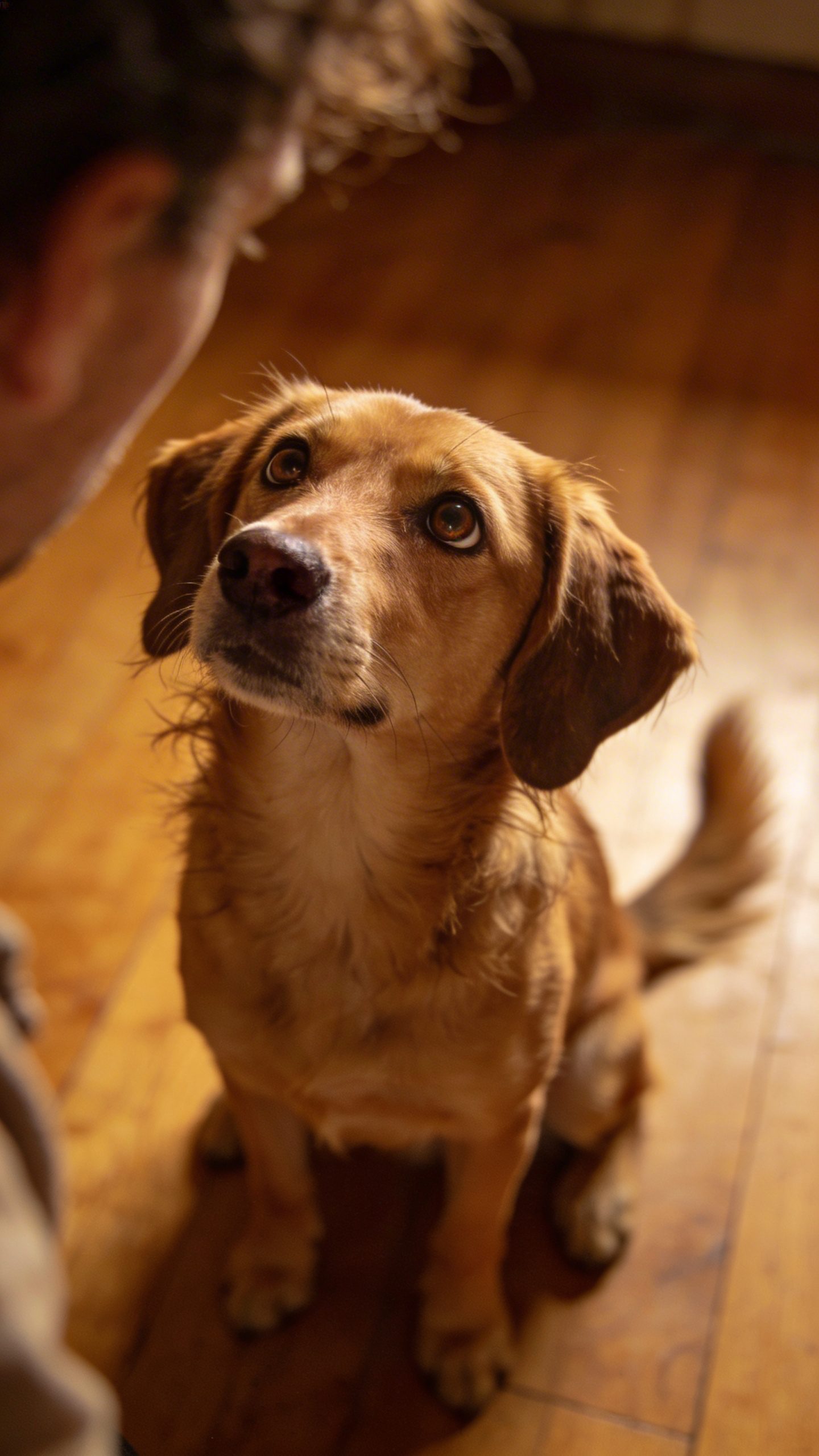 Dog staring lovingly at owner with soulful eyes