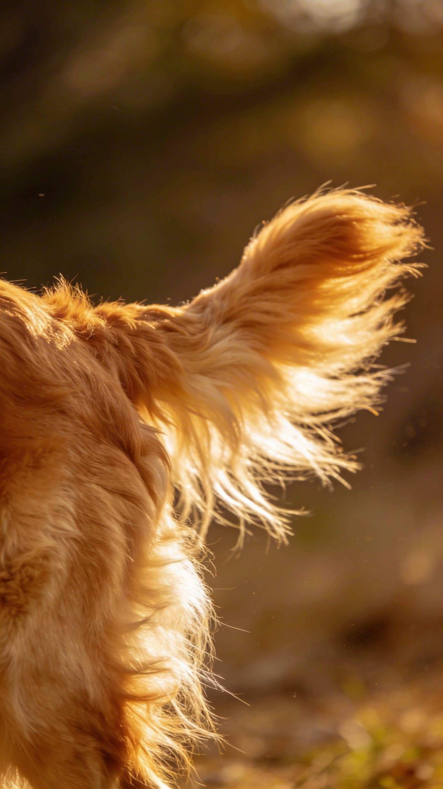 Golden retriever's tail wagging to right side closeup