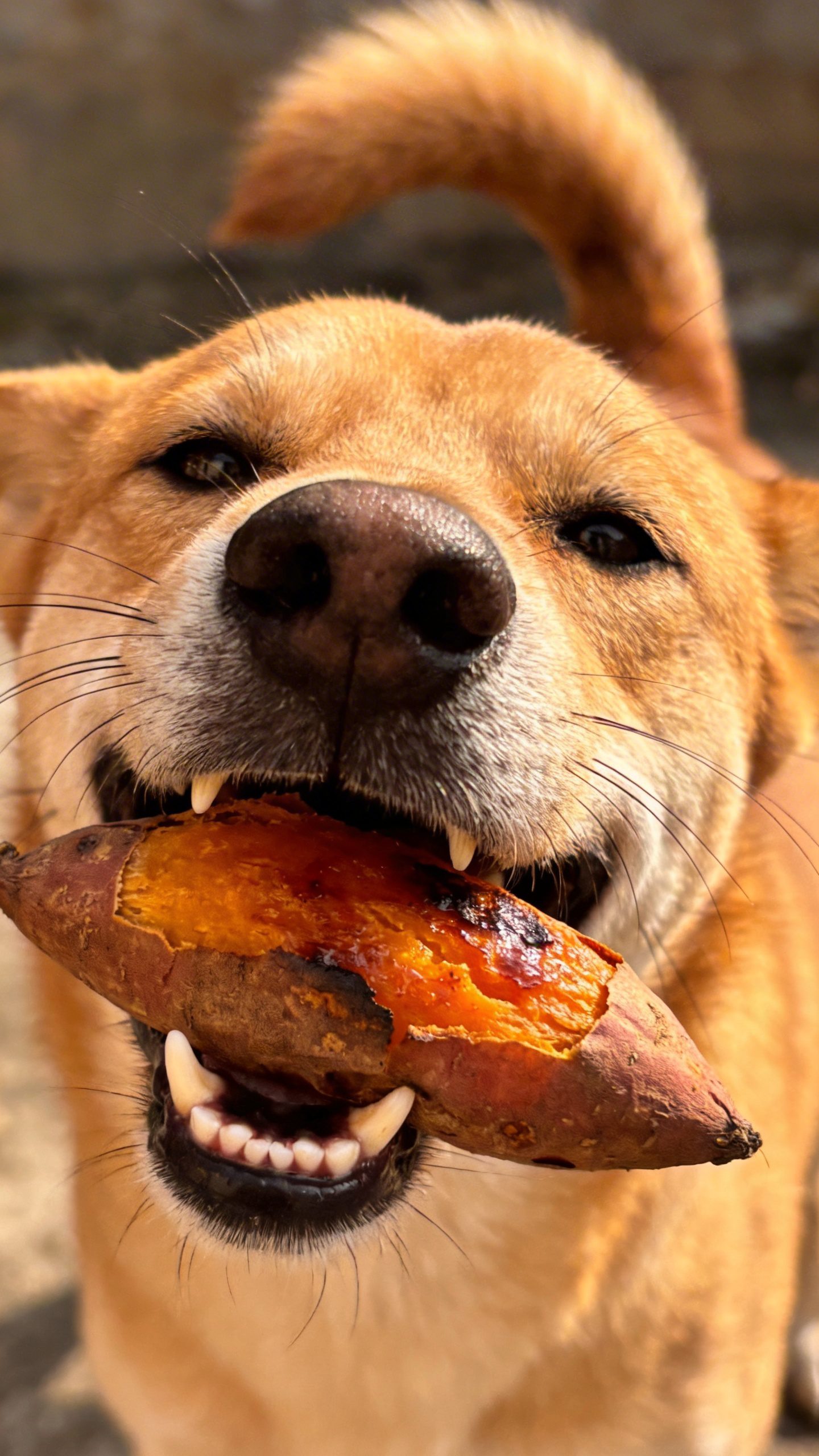 Happy dog with sweet potato treat close-up