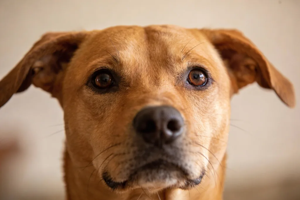 Why Do Dogs Put Their Ears Back: 9 Hidden Stress Signs You Can Spot Fast