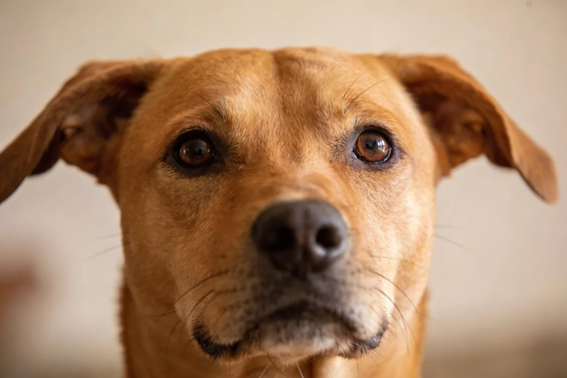 Why Do Dogs Put Their Ears Back: 9 Hidden Stress Signs You Can Spot Fast