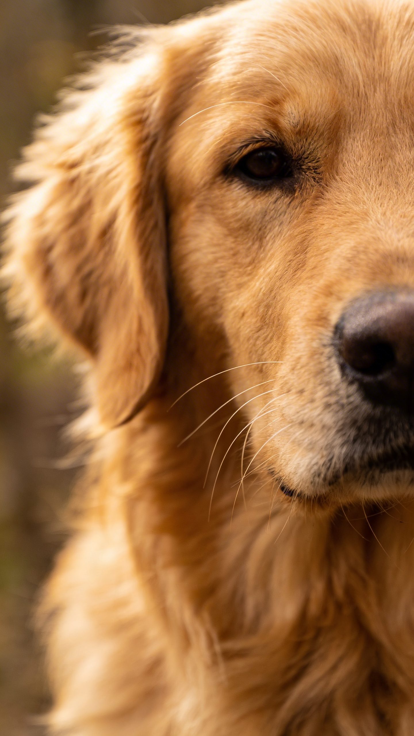 Golden retriever with ears pinned back, close-up portrait