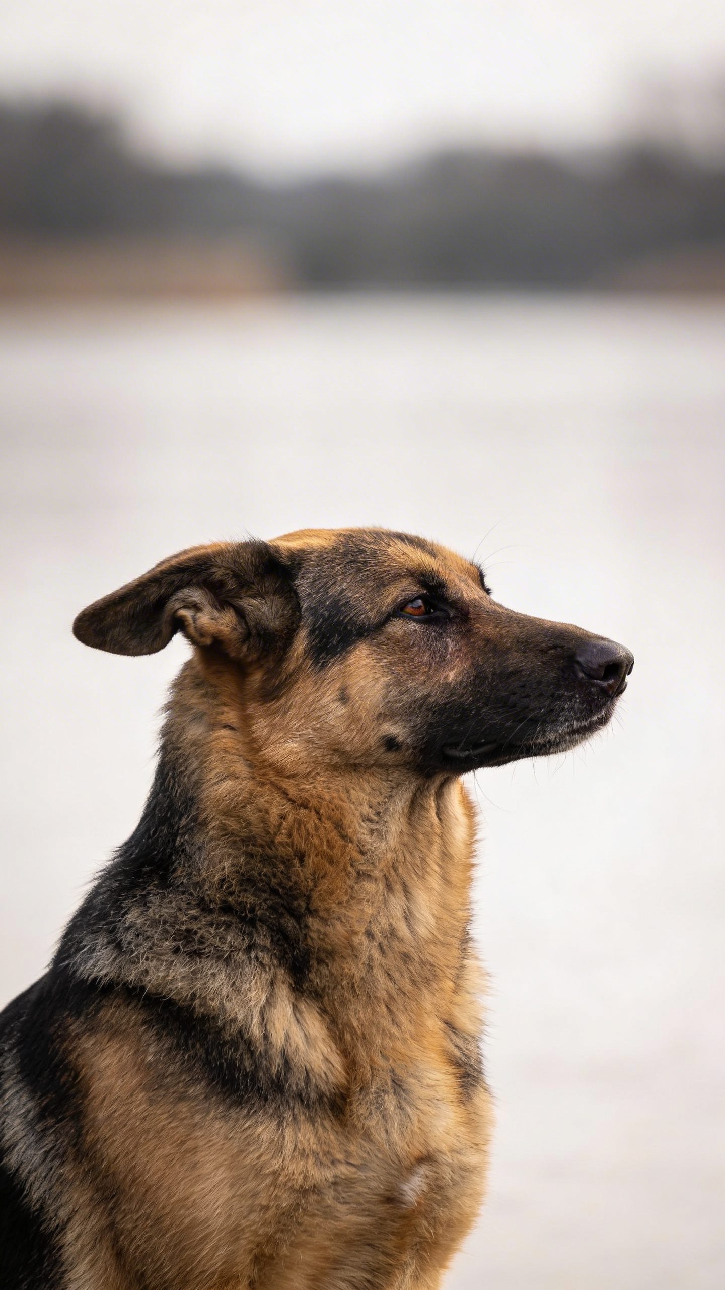 German shepherd displaying submissive ear position, side profile