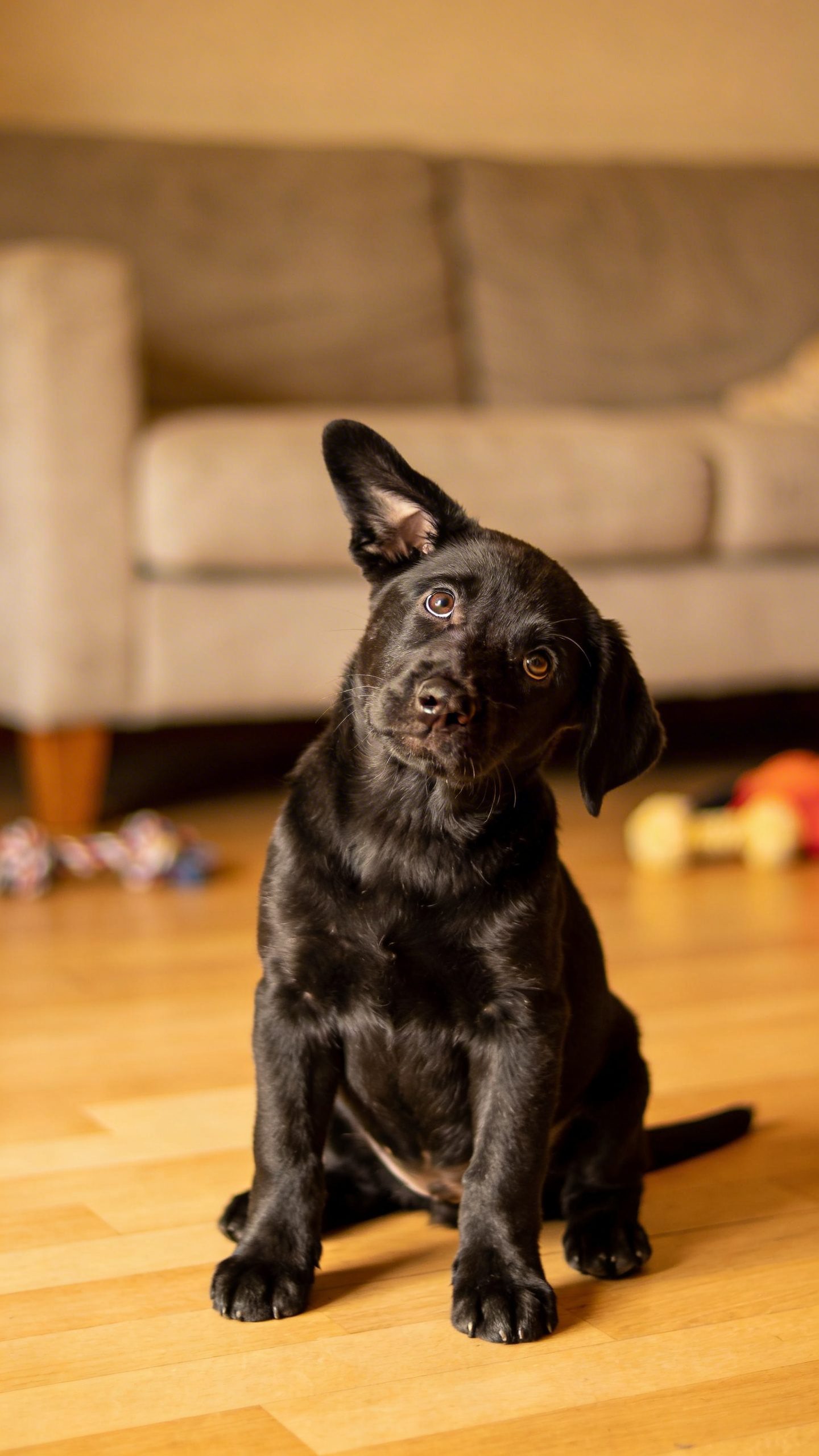 Labrador puppy tilting head confused expression indoors