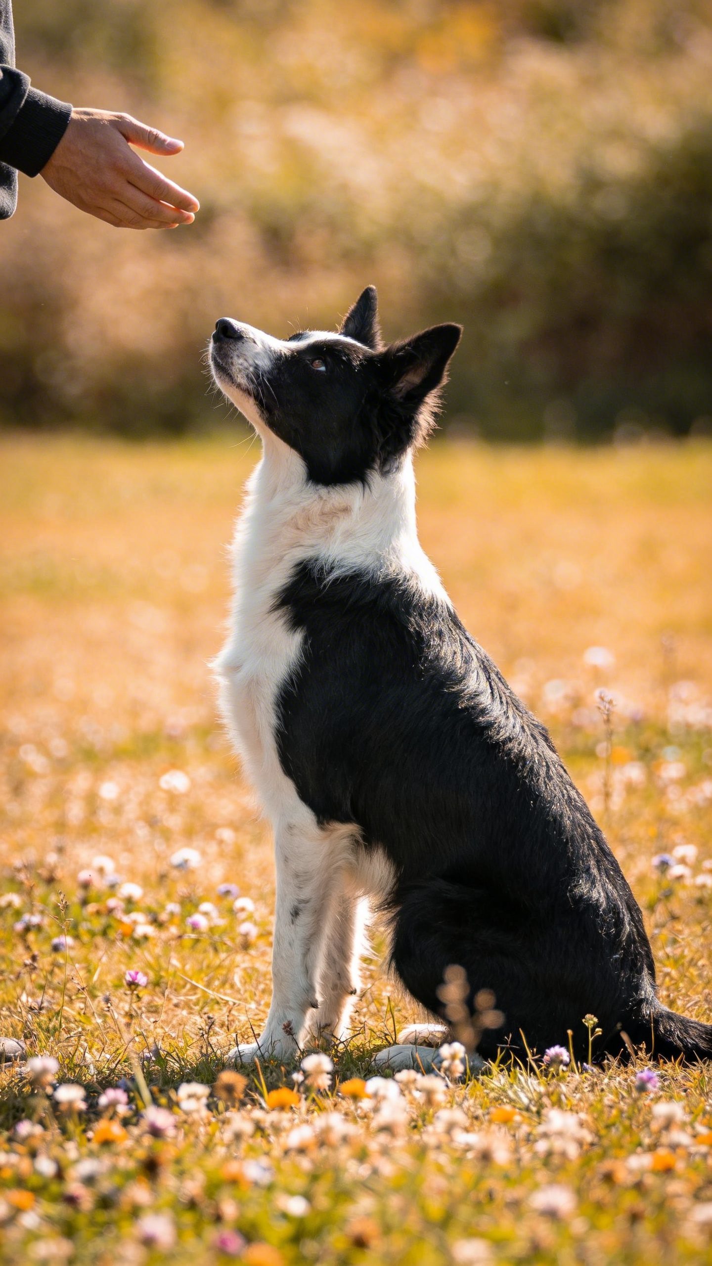 Border collie in stay position focused owner