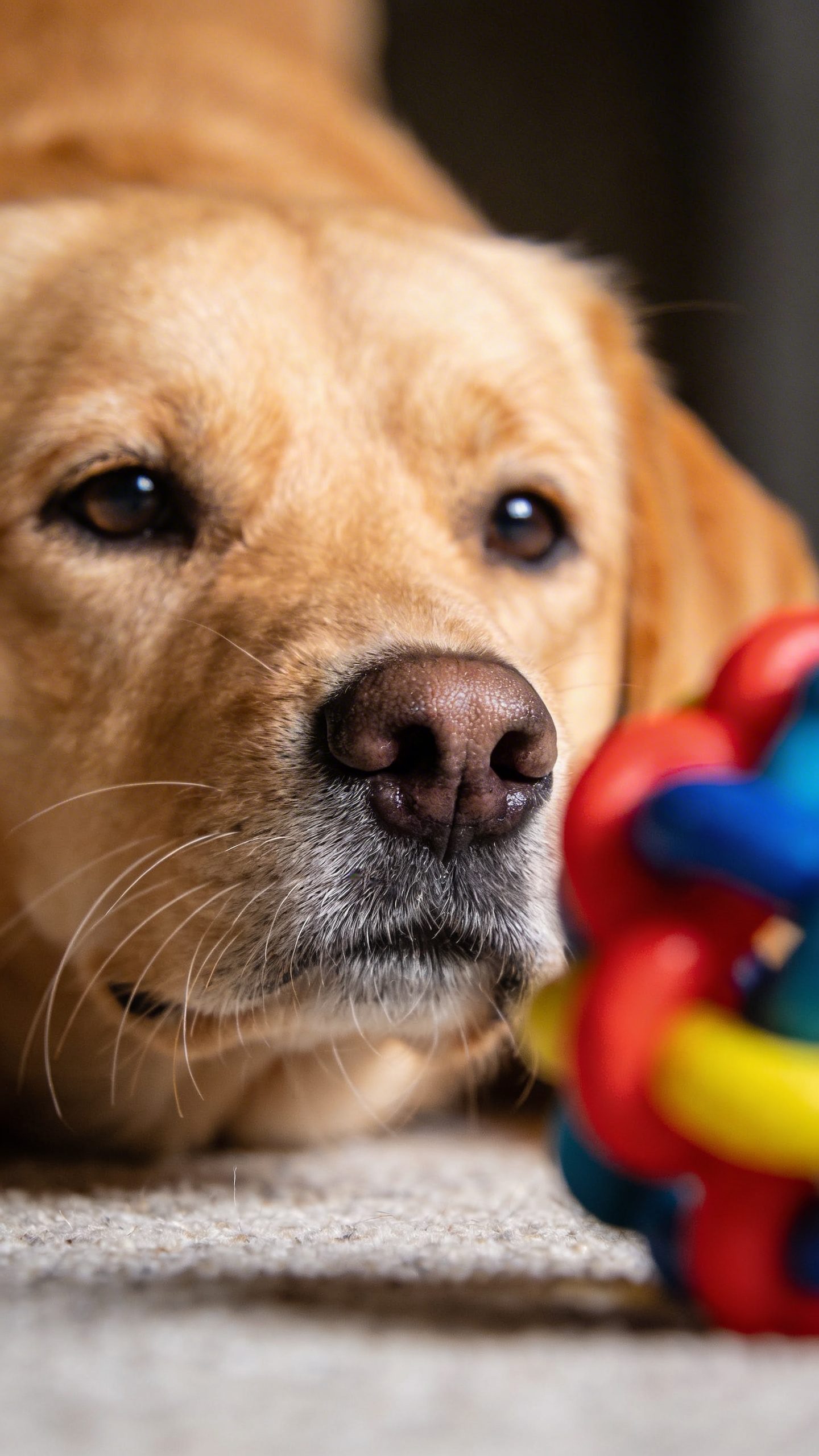 Close-up dog focused on colorful training toy