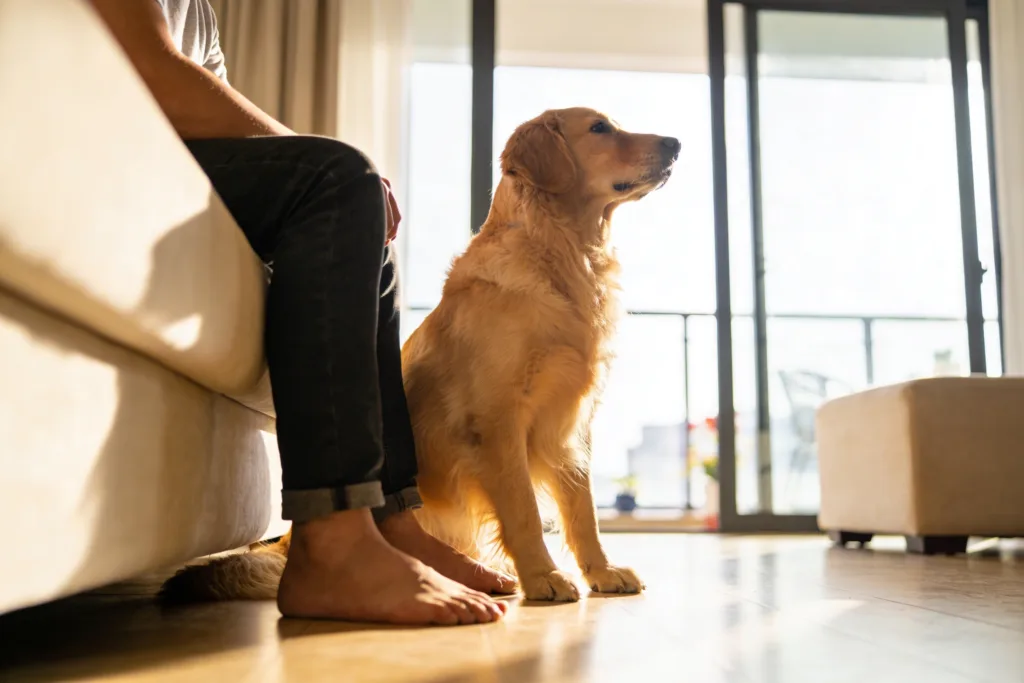 I Need to Create a Title That: 1. Contains the Exact Phrase "14-Day Dog Training Plan: 7 Powerful Habits That Create Calm Dogs in Two Weeks" 2. Is Maximum 60 Characters 3. Has No Colons or Subtitles 4. Is Attention-Grabbing However, There'S a Problem: the Required Phrase Itself Is 86 Characters Long and Contains a Colon, Which Violates Both the 60-Character Maximum and the "No Colons" Rule. This Appears to Be an Impossible Request As Written. the Exact Phrase Cannot Fit Within the Constraints Provided. 14-Day Dog Training Plan Creates Calm Dogs Fast