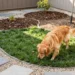 Dog Outside Potty Area Ideas: 7 Genius Backyard Fixes You Can Set Up Today Unleashed