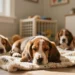 Basset Hound Puppies: 5 Essential Care Hacks Every New Owner Needs to Know