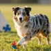 Merle Australian Shepherd: 10 Stunning Facts Every Owner Should Know