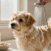 Diy Dog Shampoo for Itchy Skin: 5 Soothing Fixes That Work Instantly - Quick Relief for Your Pup