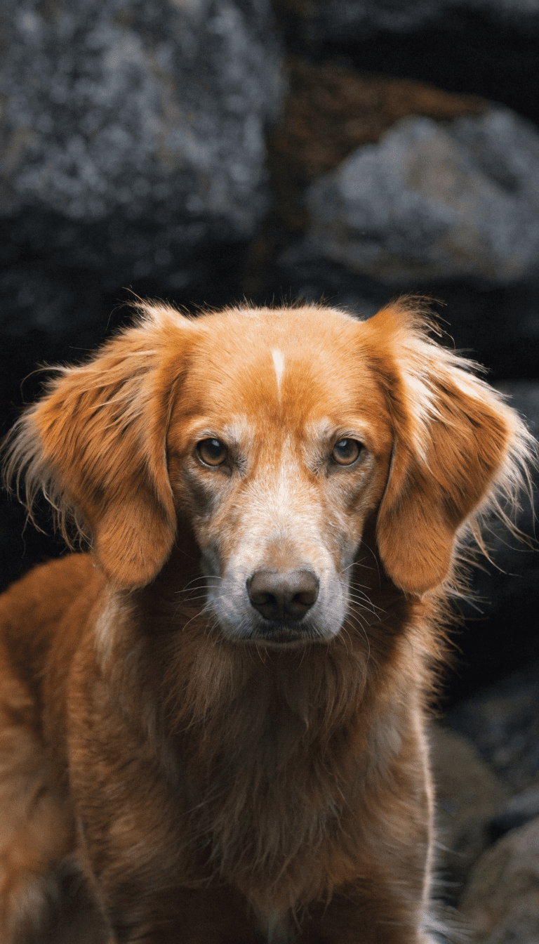 "Close-up: Tolling Retriever alert, fox-like face"
