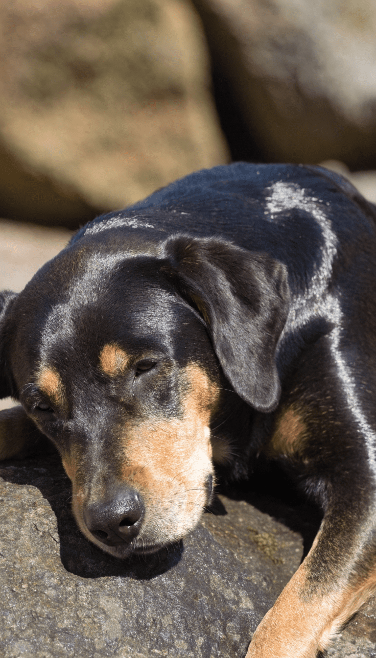 "Close-up: shiny coat of healthy dog after vitamins"