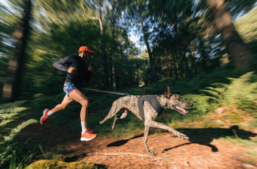 What Is Canicross?9 Powerful Secrets to Turn Walks Into Fat-Burning Runs in 3 Days Unleashed