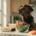 10 Must-Try Barf Diet Recipes for Dogs That Instantly Improve Health: Quick Wins