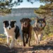 6 Best Hiking Dogs That Make Every Trail Feel Effortless This Year