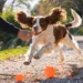 English Springer Spaniel Owner Guide: 9 Things No One Tells You Unveiled