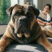 The Bullmastiff Owner Guide I Wish I Had: Big Dog, Bigger Challenges Unleashed