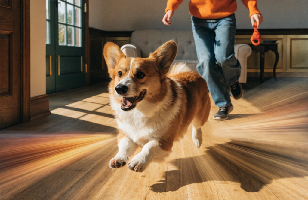 Corgi Owner Guide: 13 Things No One Warns You About (Before It’S Too Late) — Quick Truths