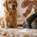 How to Get Dog Smell Out of Carpet: 7 Genius Fixes That Work Overnight