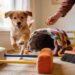 Puppy Exercise Ideas: 15 Fun Ways to Burn Your Puppy’S Energy Indoors