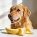 Can Dogs Eat Bananas: 5 Smart Portion Tips to Avoid Tummy Trouble Fast
