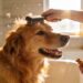 How to Reduce Dog Shedding: 7 Simple Fixes That Actually Work