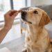 How to Train a Dog to Sit: 5 Genius Tricks That Work in Just 3 Minutes