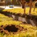 How to Stop Dogs From Digging Holes in Yard: the Backyard Fix That Works Fast