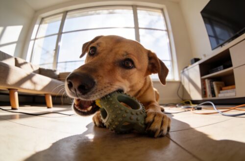 How to Stop Dogs From Chewing Everything: the 3-Step Fix That Actually Works