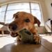 How to Stop Dogs From Chewing Everything: the 3-Step Fix That Actually Works