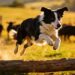 Border Collie Facts: 13 Mind-Blowing Things Most Dog Owners Don’t Know