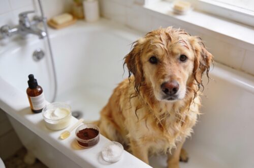 7 Genius Remedies to Get Rid of Skunk Smell on Dog Fast Tonight