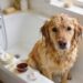7 Genius Remedies to Get Rid of Skunk Smell on Dog Fast Tonight