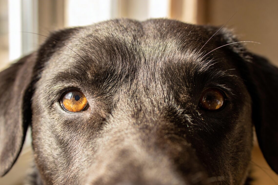 Why Do Dogs Stare at You: 7 Shocking Reasons You Can Understand in Minutes