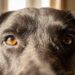 Why Do Dogs Stare at You: 7 Shocking Reasons You Can Understand in Minutes