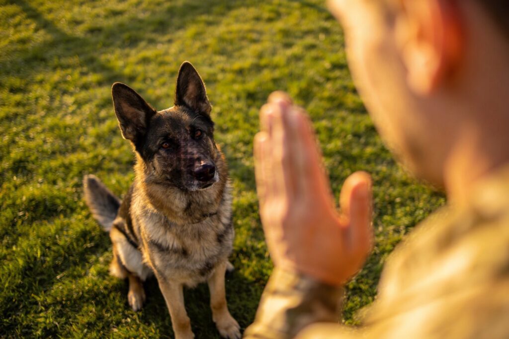 Dog Training Obedience German Shepherds: 7 Genius Commands That Work in 7 Days