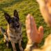 Dog Training Obedience German Shepherds: 7 Genius Commands That Work in 7 Days