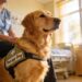 How to Train Your Dog to Be a Therapy Dog: 9 Powerful Habits