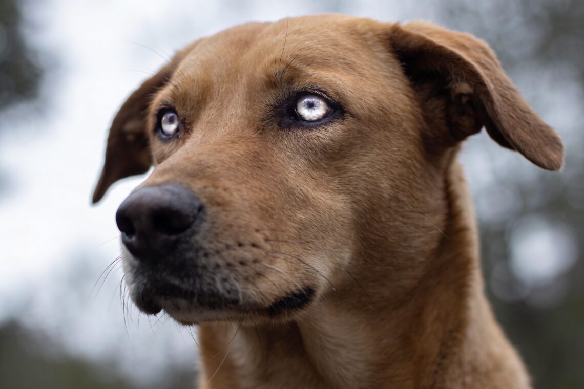 Stress Signals in Dogs: 9 Warning Signs Your Dog Is Secretly Anxious