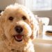 Whoodle Dogs Care Guide: 8 Loving Care Tips That Prevent Common Problems Early