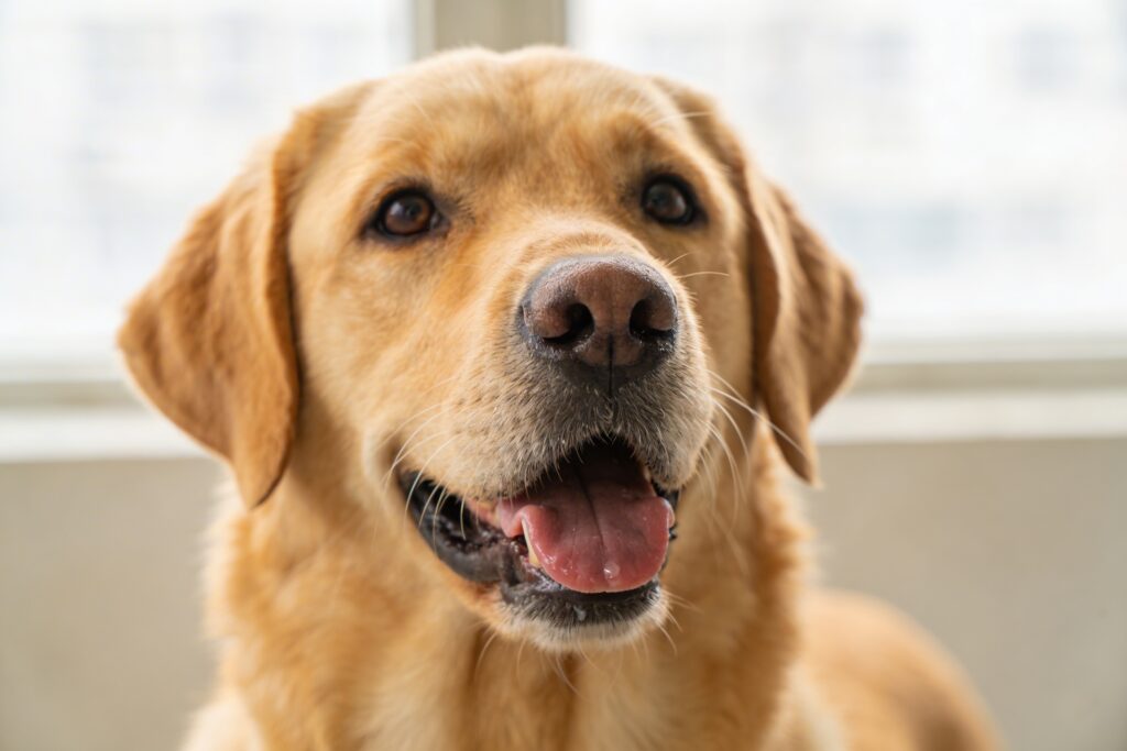 Why Do Dogs Pant: 7 Shocking Reasons & Calm-Down Fixes That Work Fast